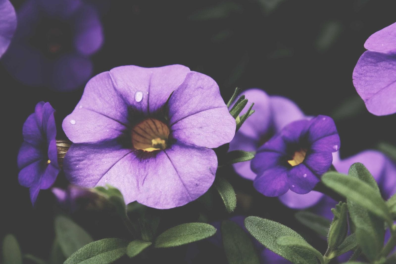 Ananya B. Photography portfolio 2