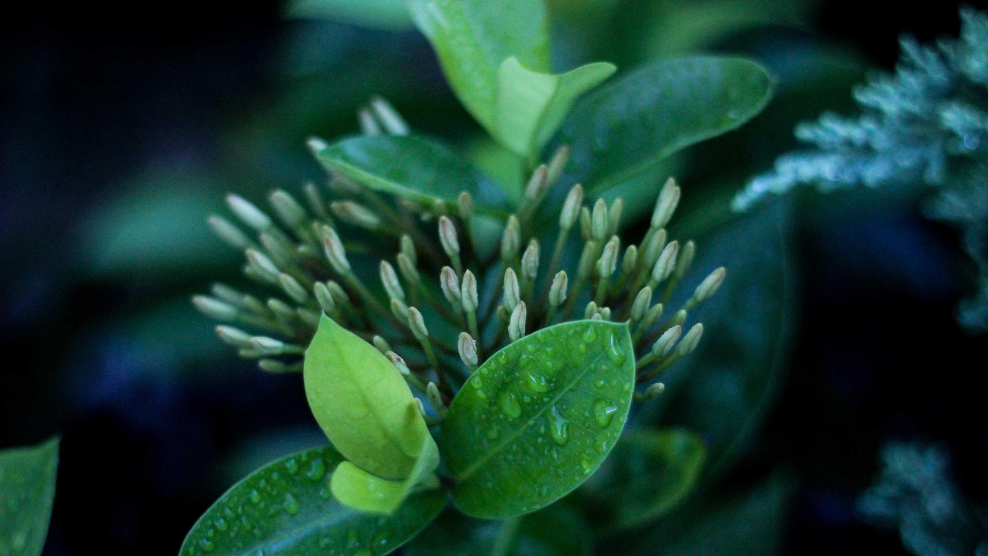 Lakshmi V Photography — photograph